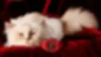 THE WORLD’S MOST FAMOUS AND PAMPERED FELINE CHOUPETTE STARS IN HUBLOT’S BIG BANG 20TH ANNIVERSARY CA